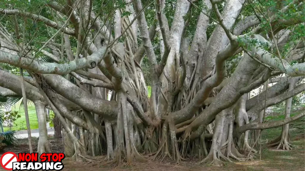 Beringin 10 Saksi Bisu Sejarah dan Budaya Nusantara