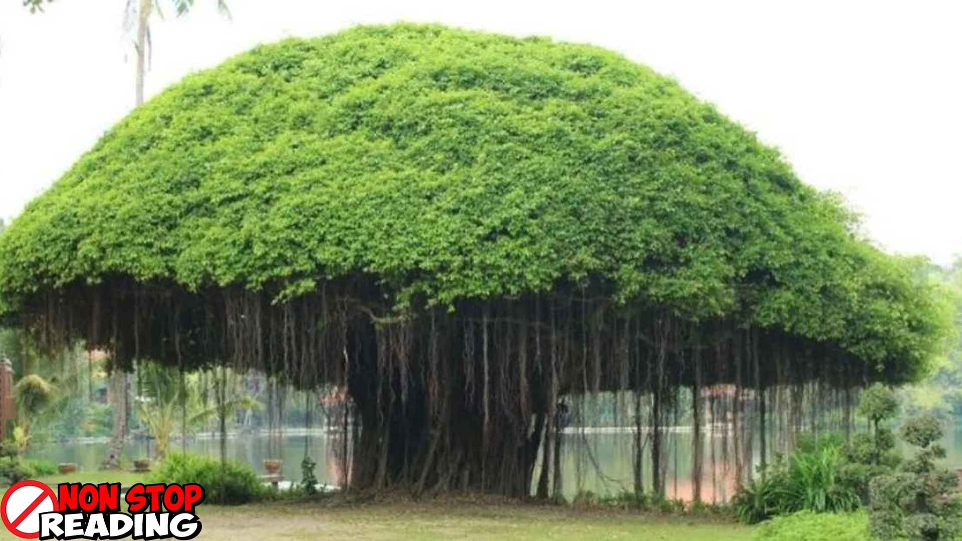 Beringin 10 Saksi Bisu Sejarah dan Budaya Nusantara