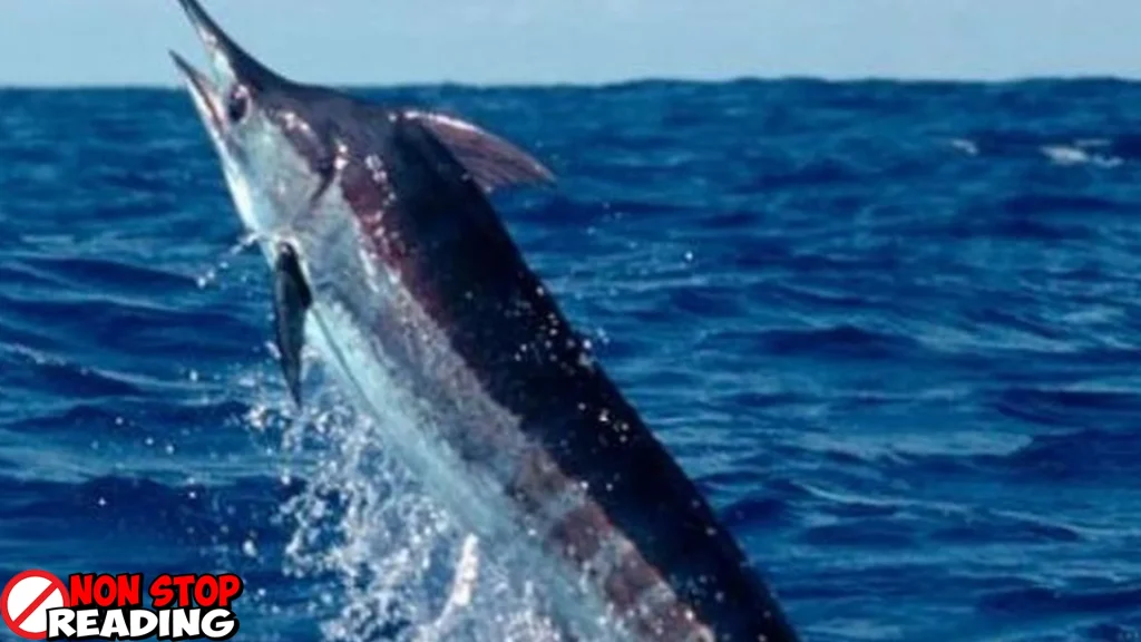 Misteri Ikan Marlin: Evolusi dan 300 Legenda