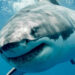 Hiu Megalodon vs Leviathan di Zaman Purba