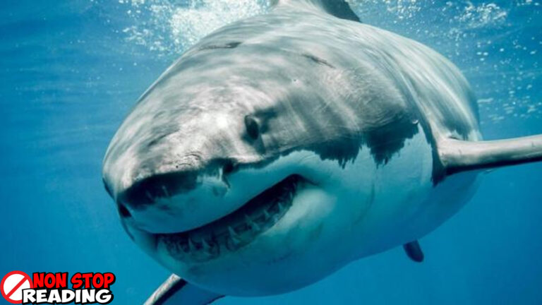 Hiu Megalodon vs Leviathan di Zaman Purba